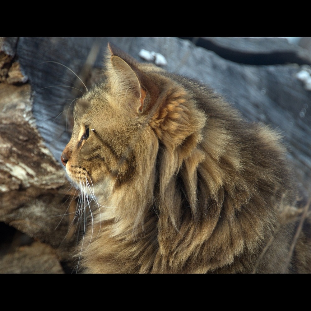 Meet your Posher, Susie